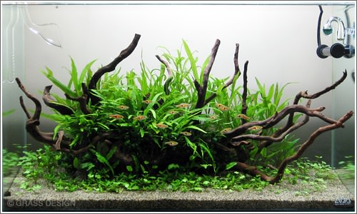ハイグロフィラを後景に変更 アクアリウム 水草水槽 熱帯魚の情報 Grass Design