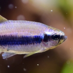 インパイクティスケリーは繁殖可能な藤色の熱帯魚