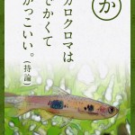 フライングフォックスの本音が聞ける？あくあかるた「か行」