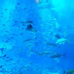 美しい幻想的な青の世界。沖縄美ら海水族館その2