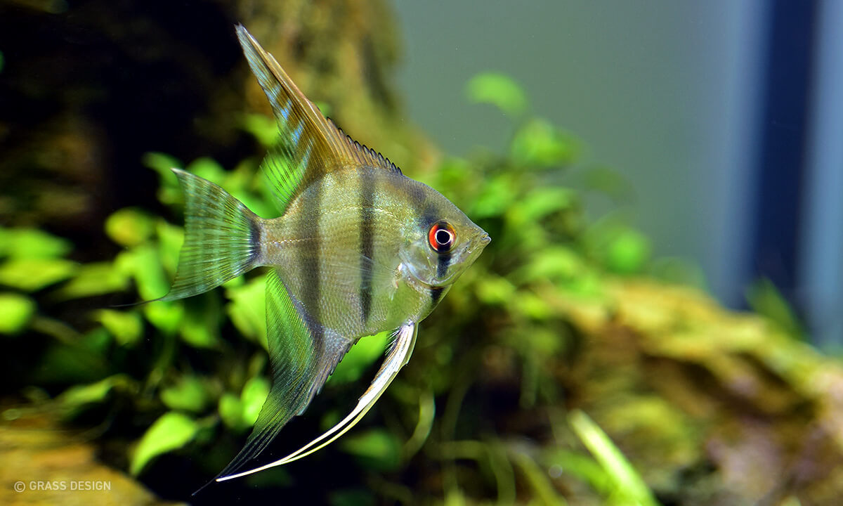 熱帯魚を飼育したくなってエンゼルフィッシュを飼ってみた Grass Design アクアリウム 水草水槽 熱帯魚の情報