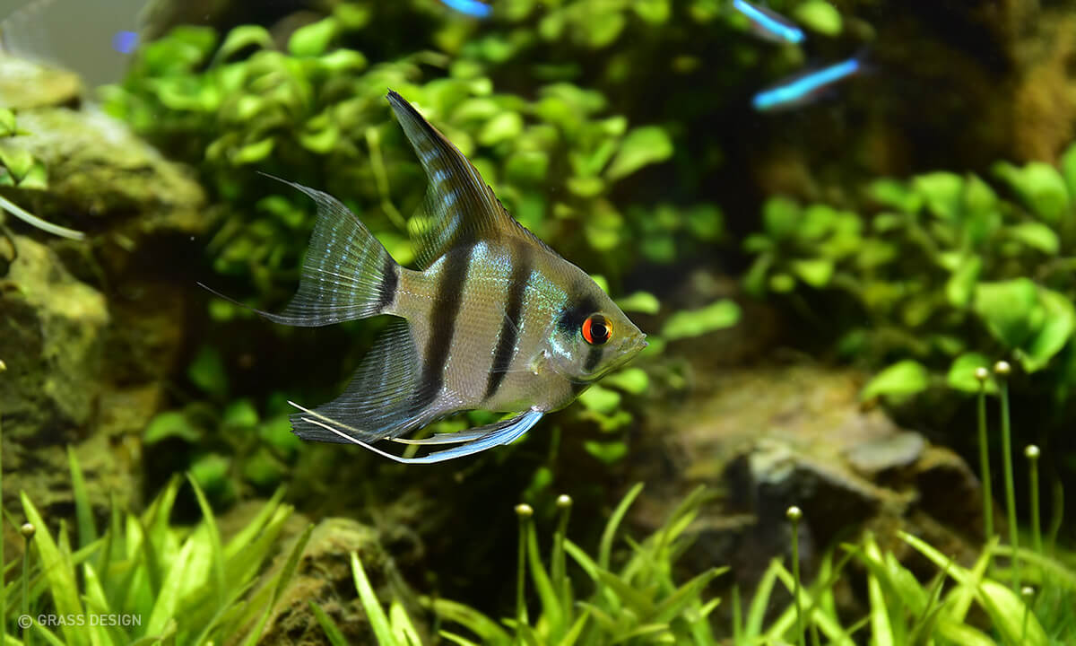 熱帯魚を飼育したくなってエンゼルフィッシュを飼ってみた Grass Design アクアリウム 水草水槽 熱帯魚の情報