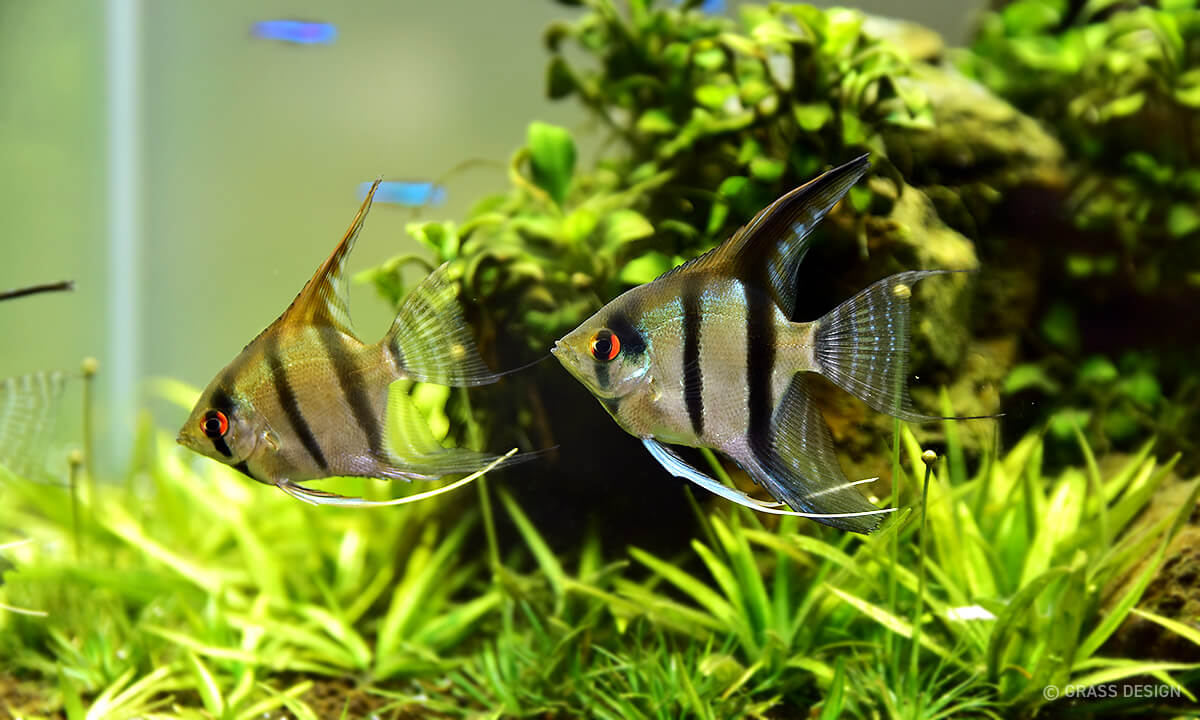 熱帯魚を飼育したくなってエンゼルフィッシュを飼ってみた Grass Design アクアリウム 水草水槽 熱帯魚の情報
