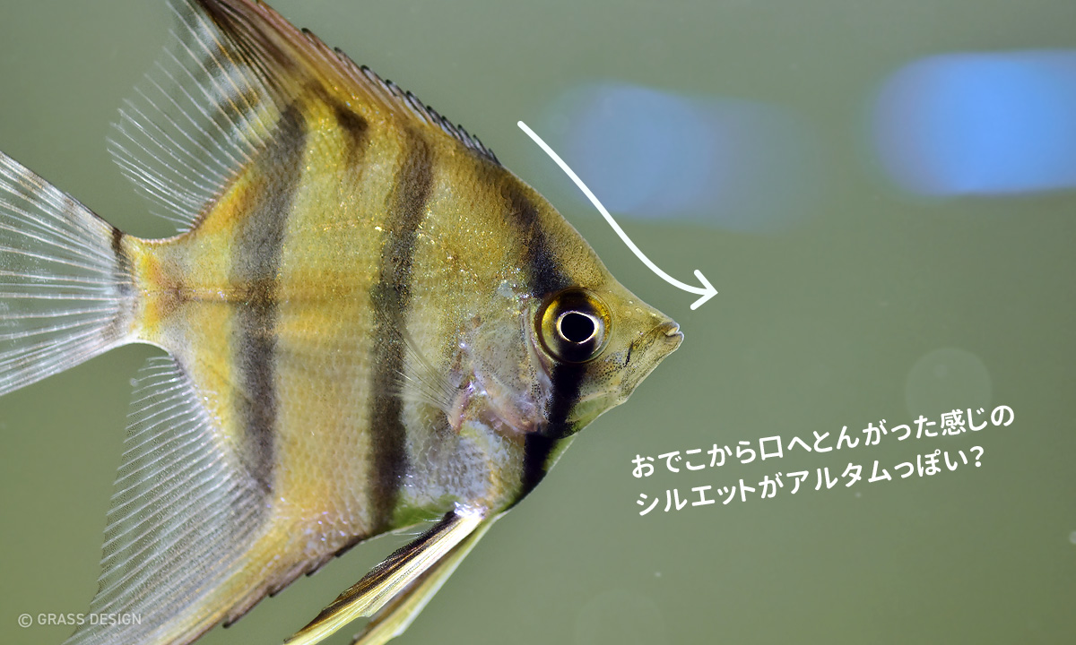 エンゼルフィッシュの飼育方法 ペルーアルタムを追加 Grass Design アクアリウム 水草水槽 熱帯魚の情報