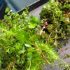 佗び草