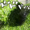 ニューラージパールグラスの残骸